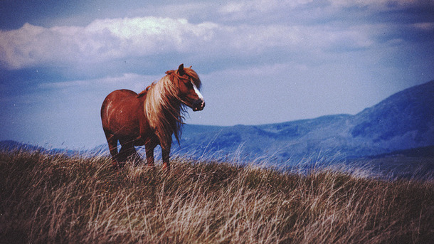 Favim.com-animal-art-clouds-hipster-horse-259801